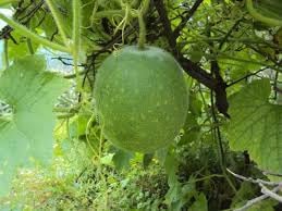 Cannonball Gourd Seeds for Planting - 100 pcs